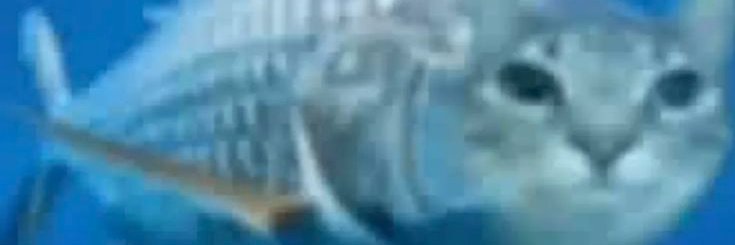 nat's banner