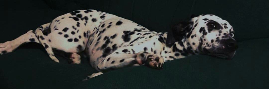 AlanHrra's profile banner image