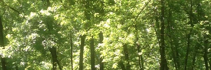 GreenCambridge's profile banner image