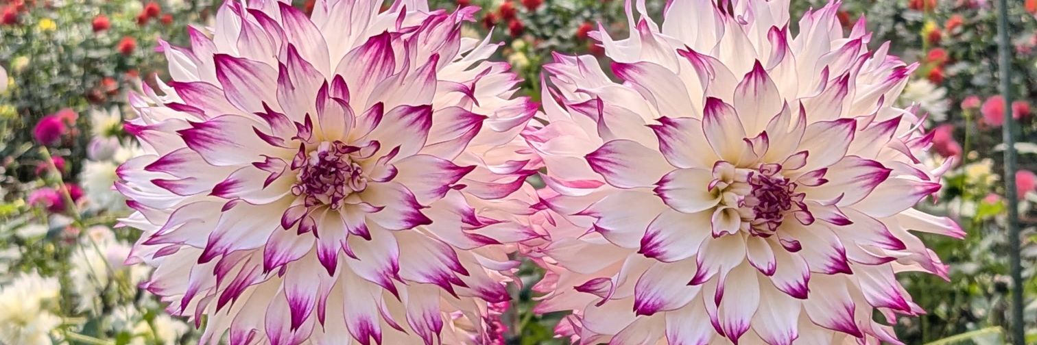 misutiru_flower's profile banner image