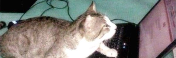 yapittyap Profile Banner