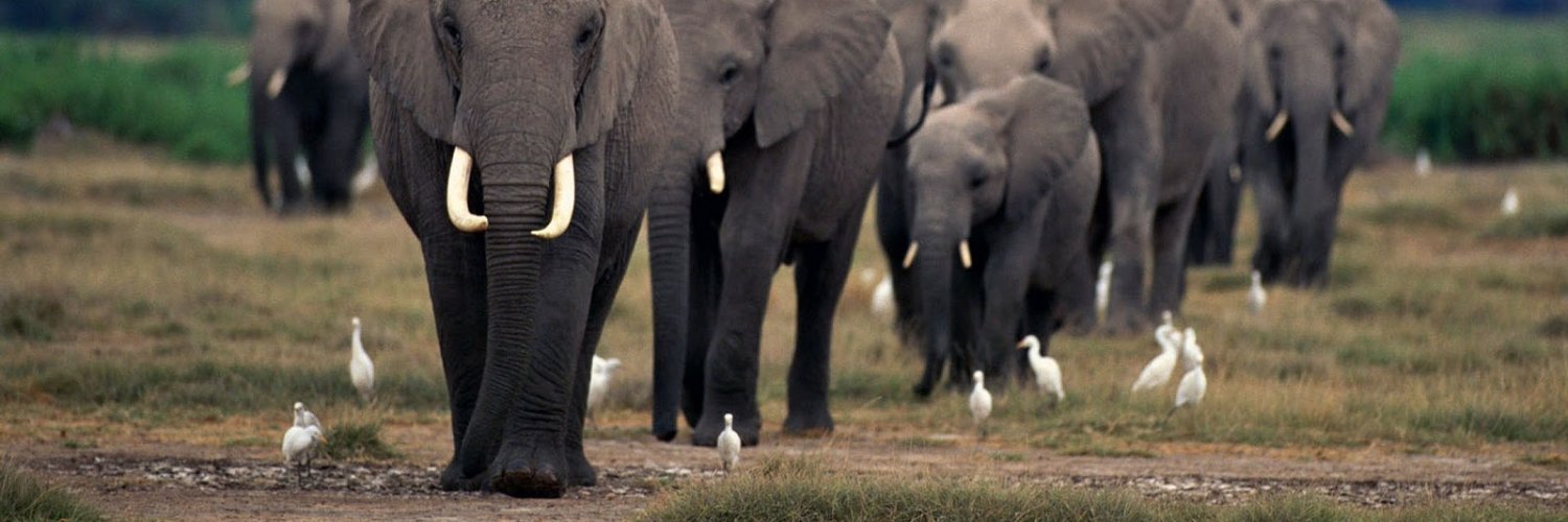 +969-south Arabia 🕊️✌🏿✌✌🏾 +967-Yemen🕊️ banner