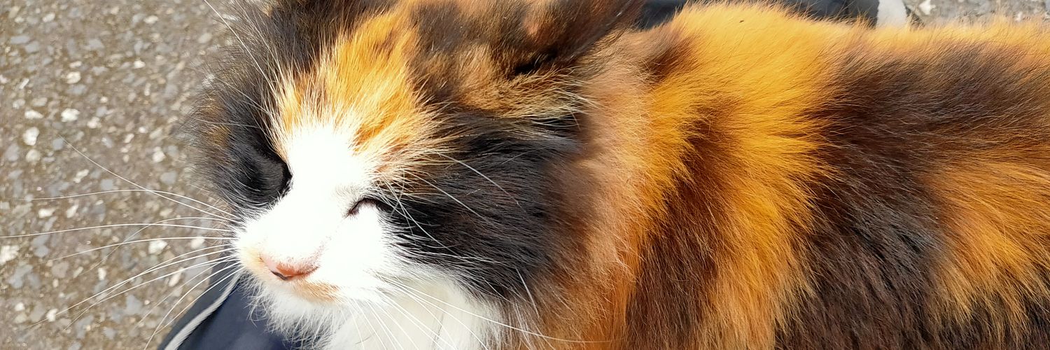まぁ！猫？'s banner