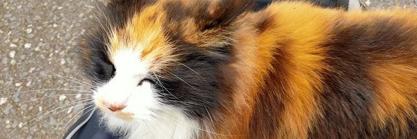 Maneco1227 Profile Banner