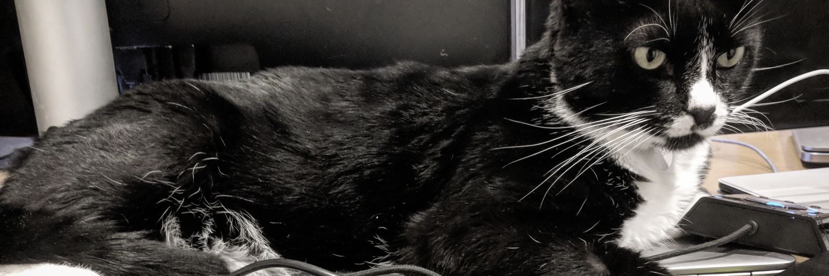 Bibble's profile banner image