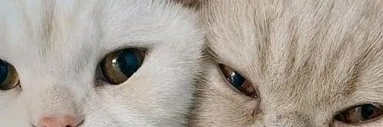LenChavez7's profile banner image