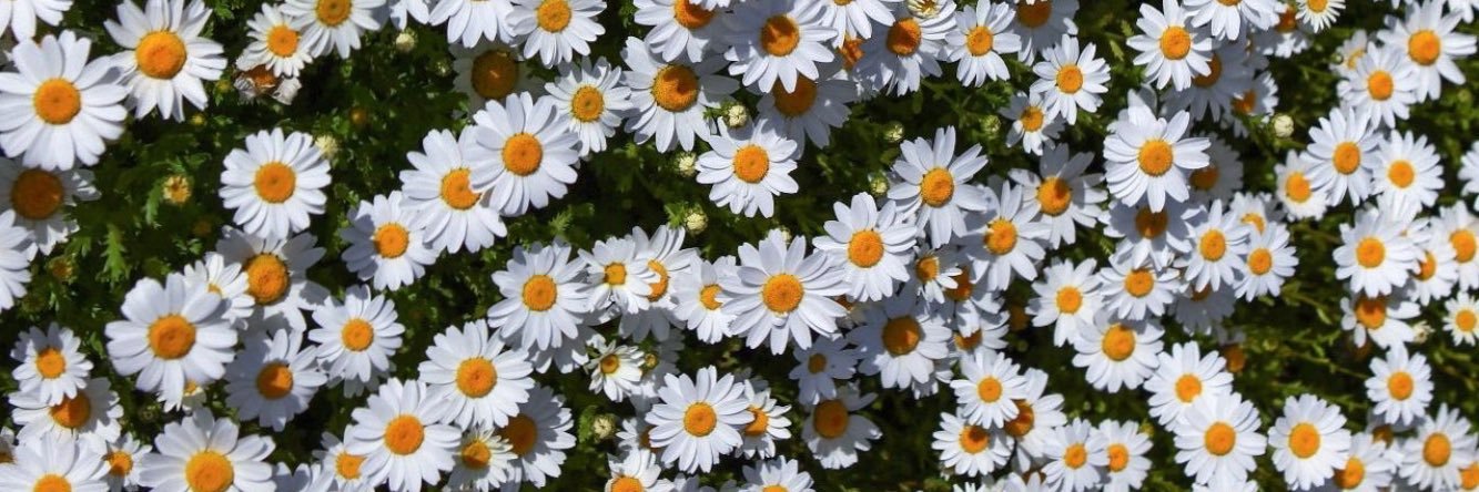 Noppiyaa's profile banner image