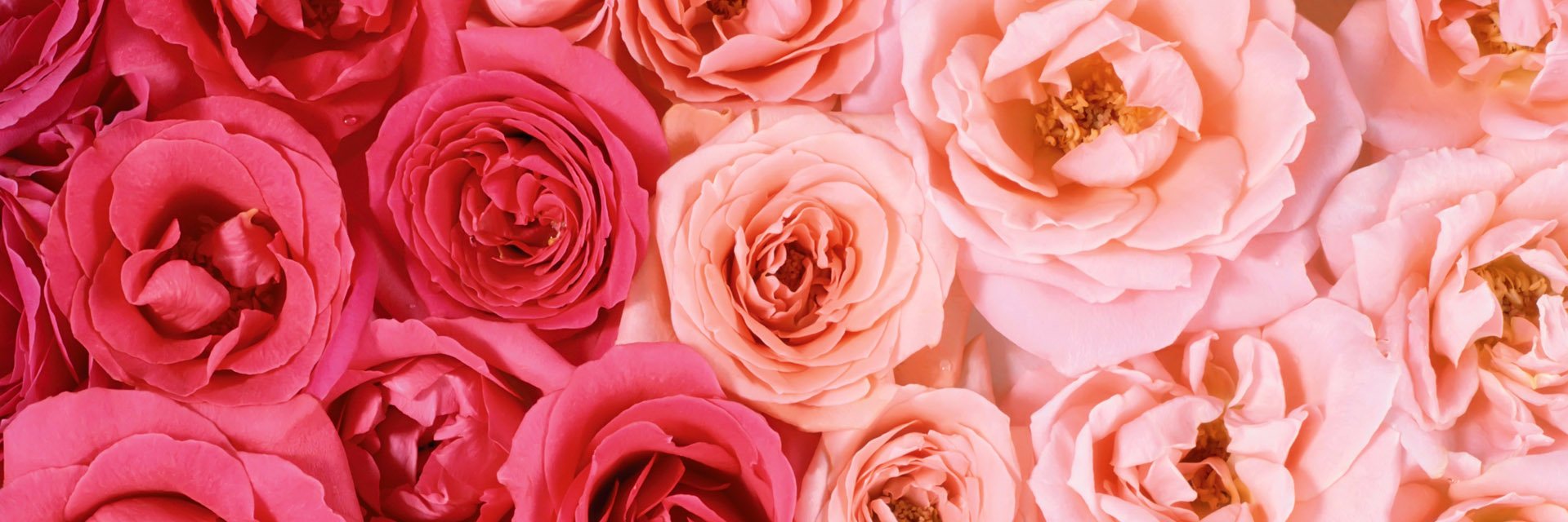 classmaison's profile banner image
