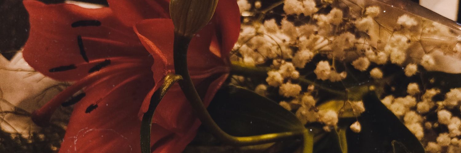 luciilabalda's profile banner image