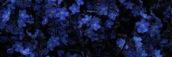 forget me not banner