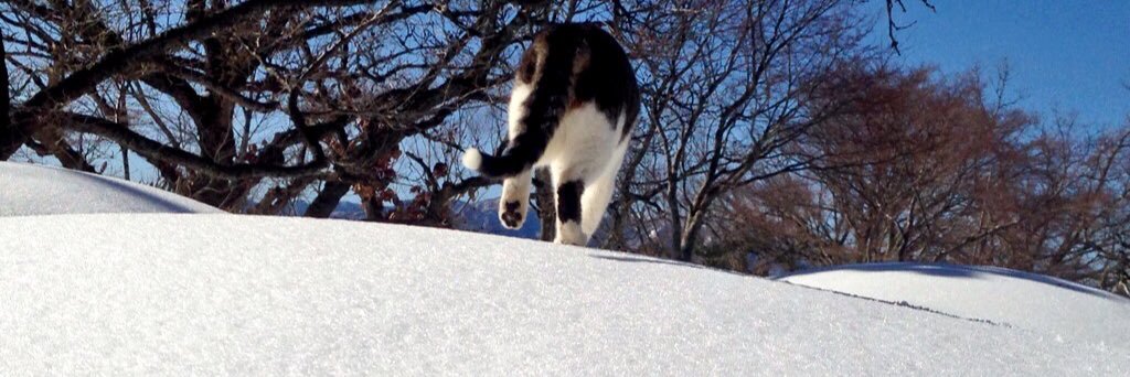 電子猫 banner
