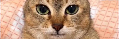 cutecatsofoblock banner