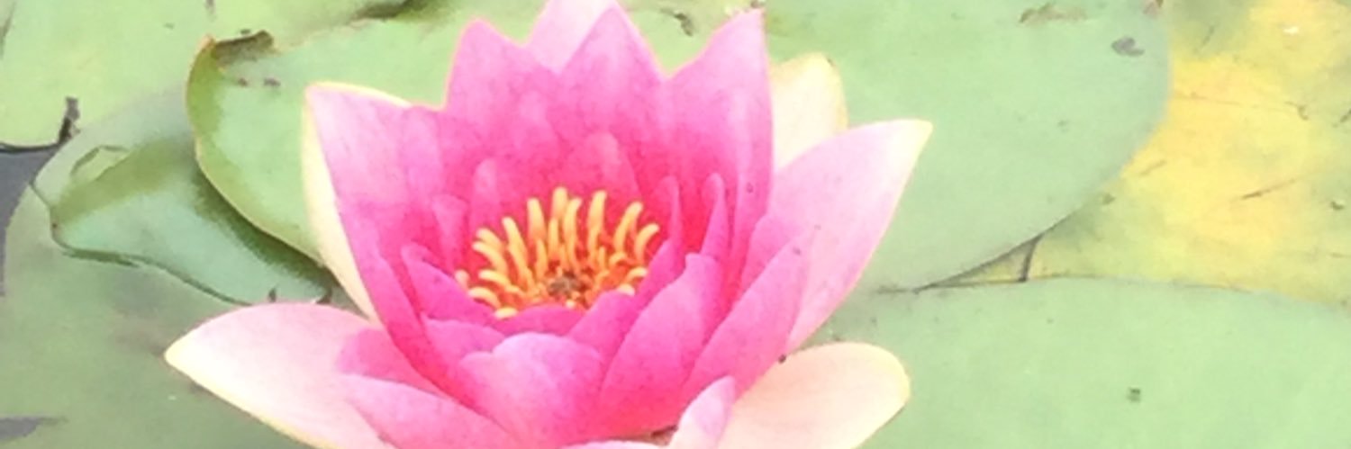 SalShw's profile banner image