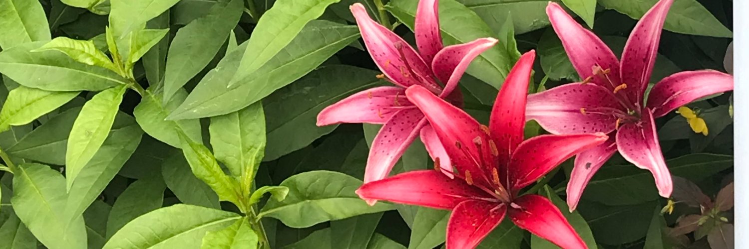Lady Sensual🇨🇦🔞🇨🇦 banner