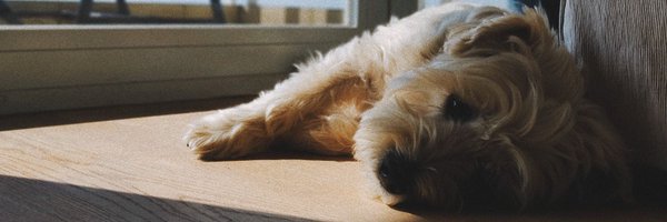 RachelErikaHo Profile Banner