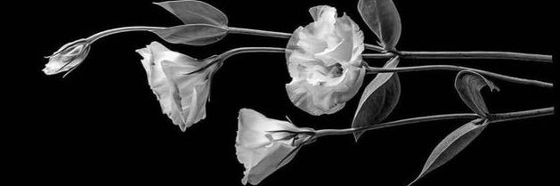 _adrlo's profile banner image