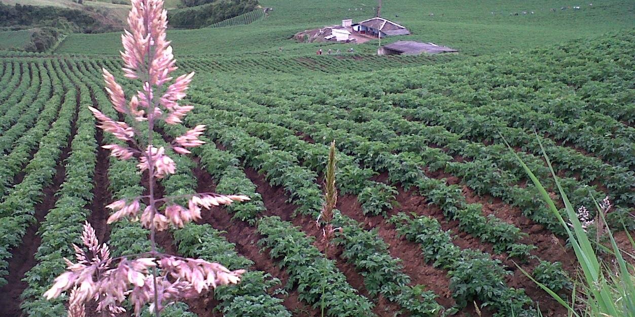 DignidadPapera's profile banner image
