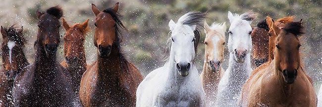 ESHIN 🐎 banner