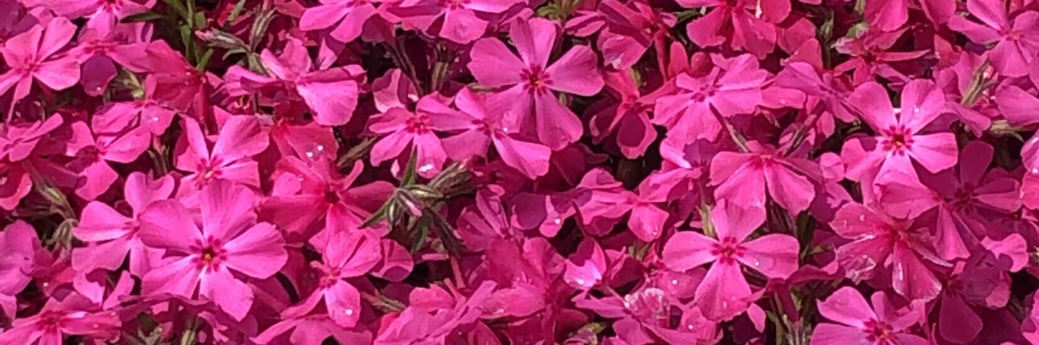 yuzupeach's profile banner image