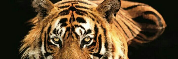 Teether101's profile banner image