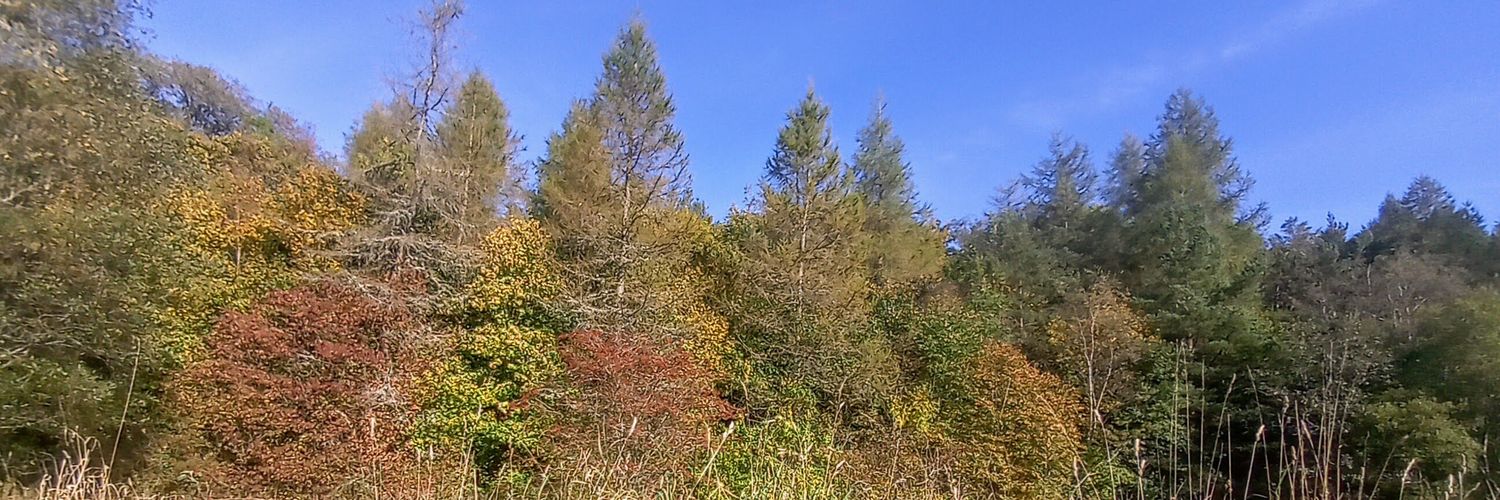 WallLynsey's profile banner image