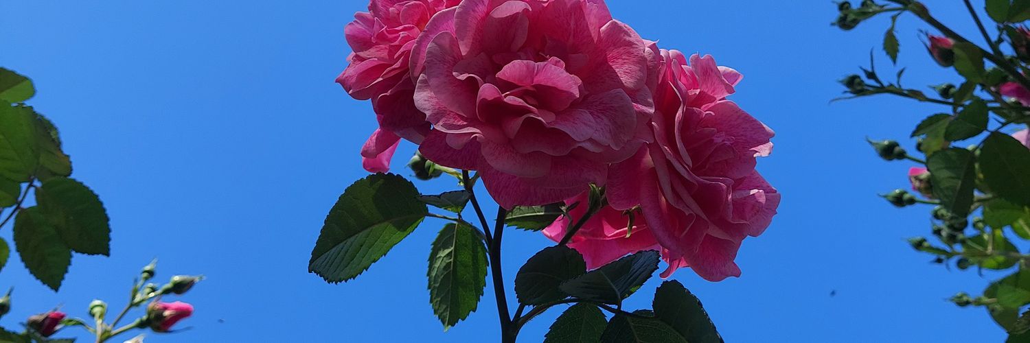 Chatpata_mard banner