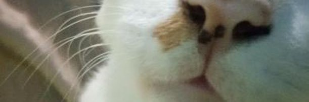 👿 banner