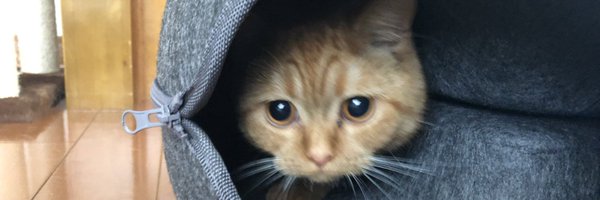 keijihoshi Profile Banner