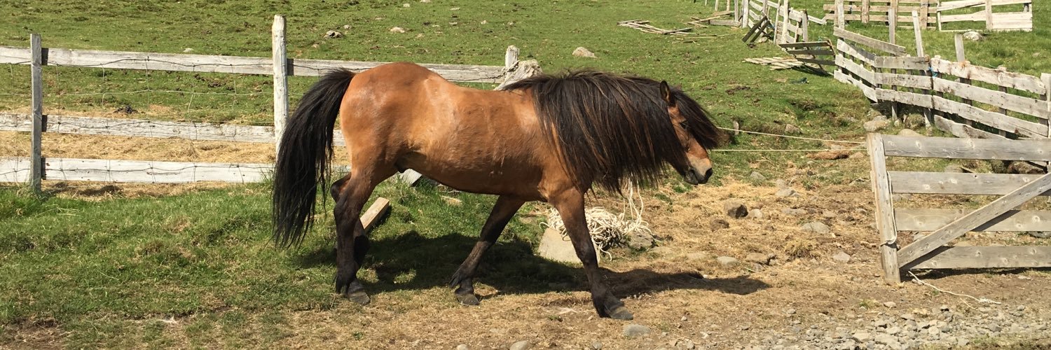 Grace Lee Kang banner