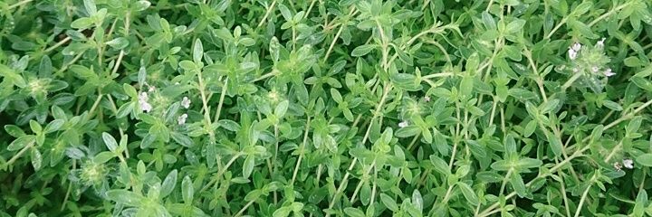 mint_thyme_'s profile banner image