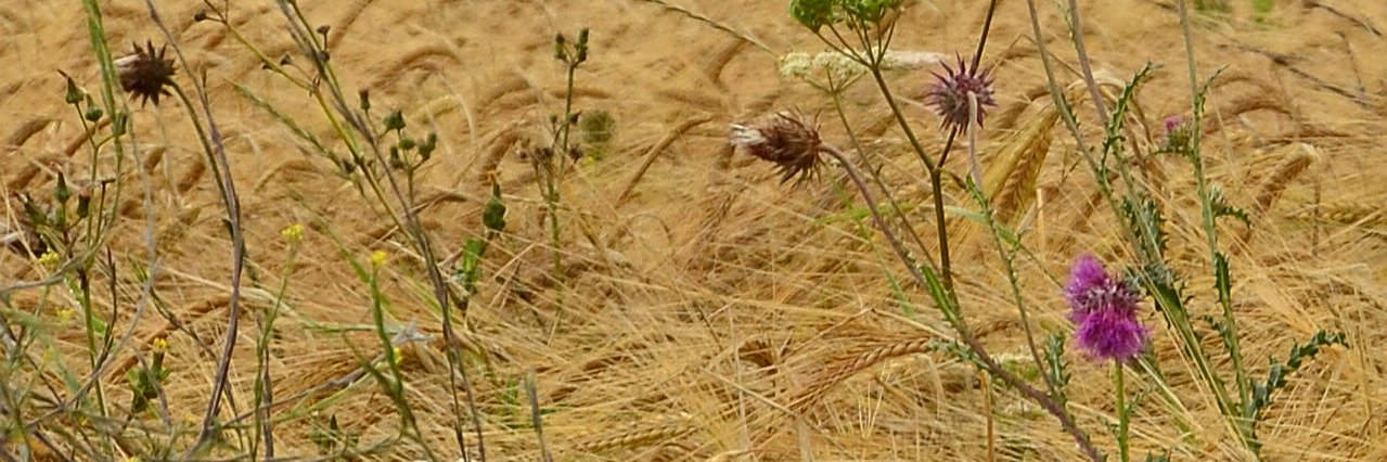 Tom the Scribbler 🇵🇸 🏳️‍⚧️ banner
