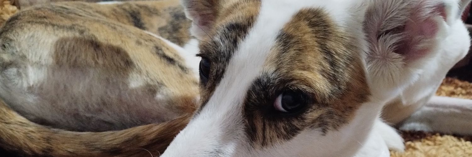 laacuuu's profile banner image