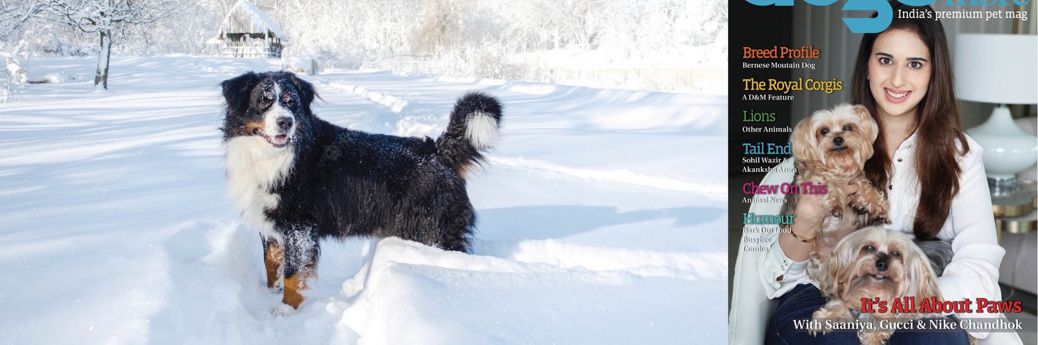 Dogafair's profile banner image