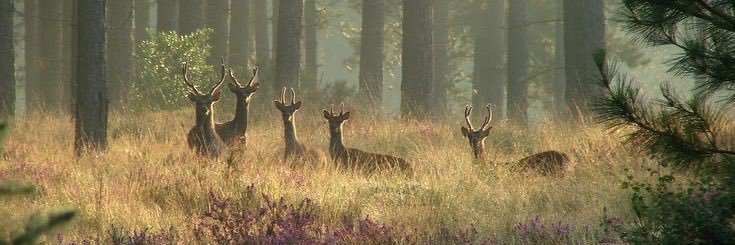 3owl10's profile banner image