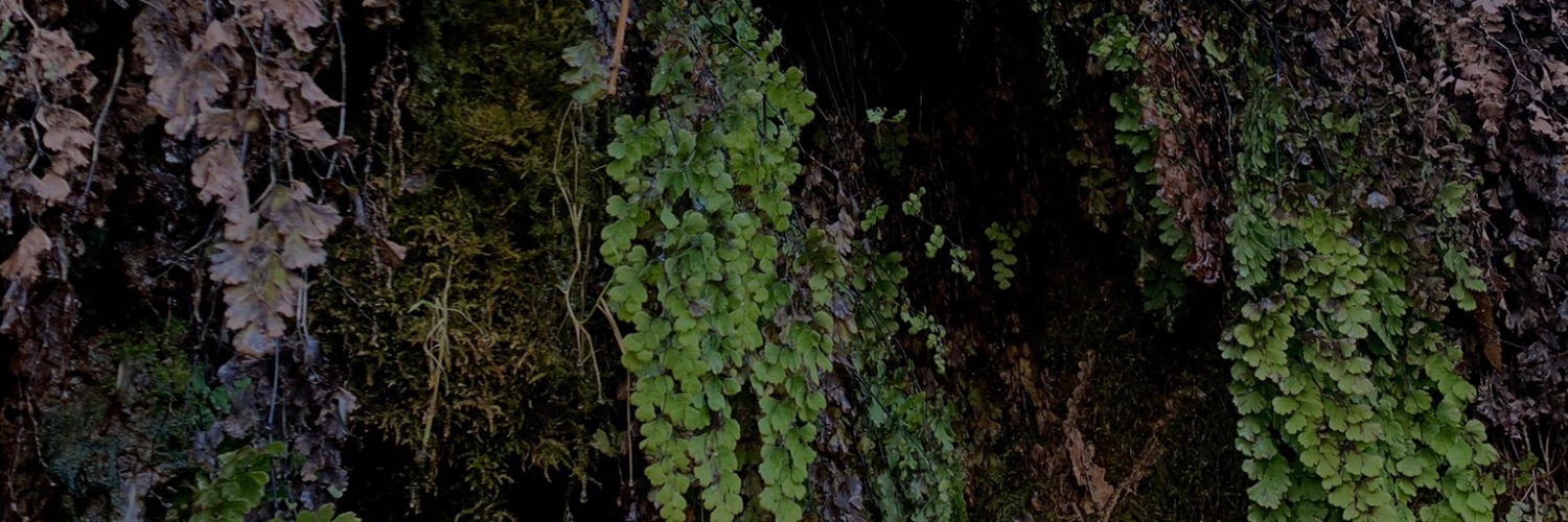 danithevegan's profile banner image