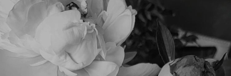 MARIA. banner