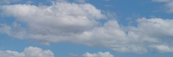 springerpets's profile banner image