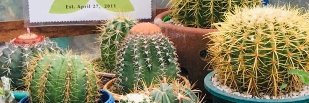 sensifera's profile banner image