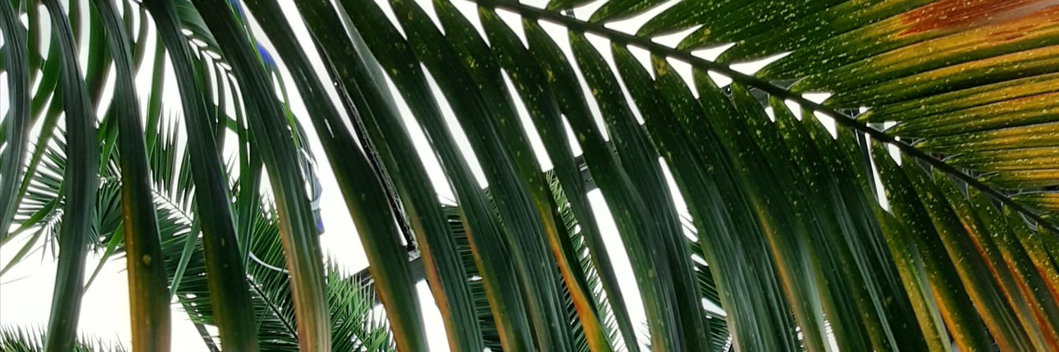 ElKolyashian's profile banner image
