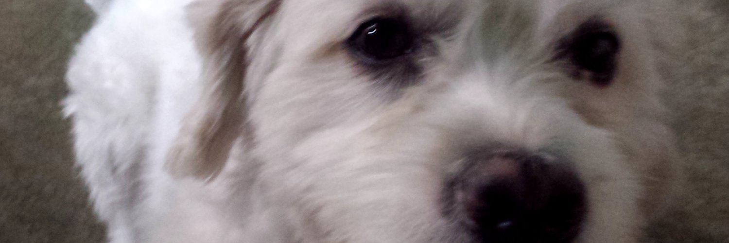 ROSA🌷🌹🌷 banner