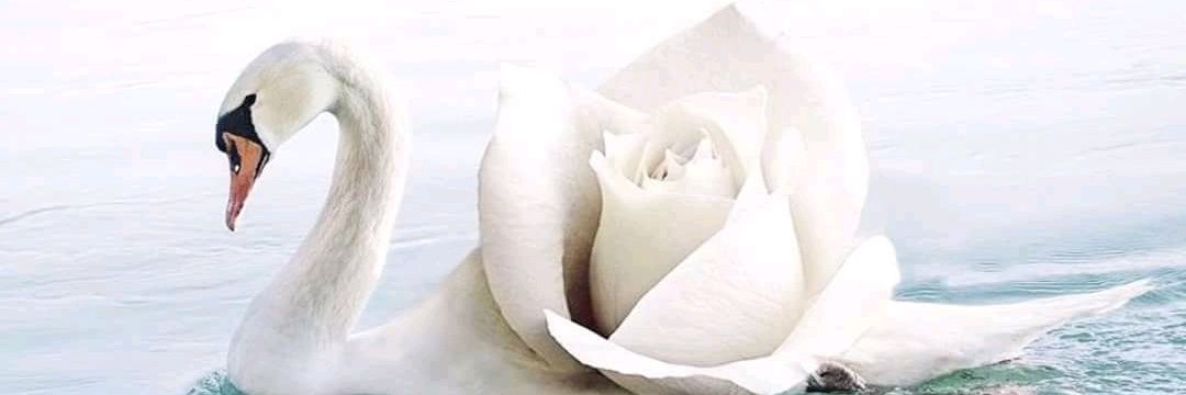 Melis_SA_'s profile banner image