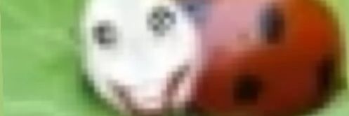 Pootisman banner