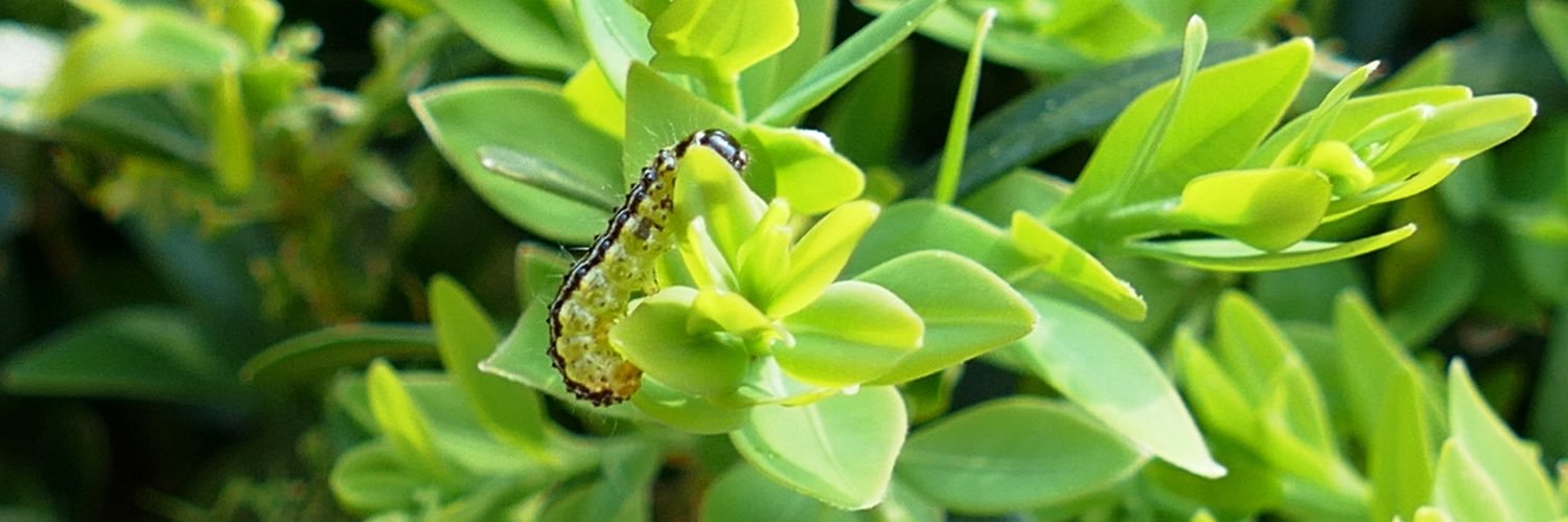 Journal of Plant Physiology banner