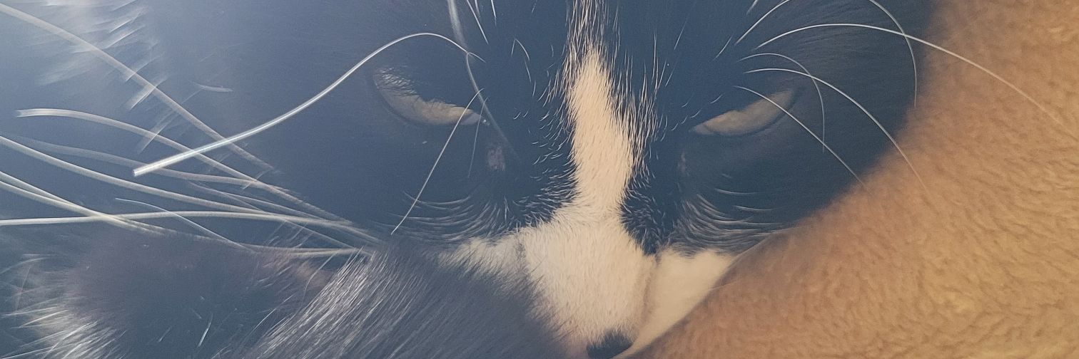 cecilonil's profile banner image