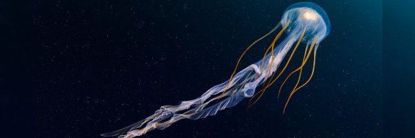 mbaliramgupta Profile Banner