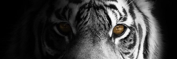 grey banner