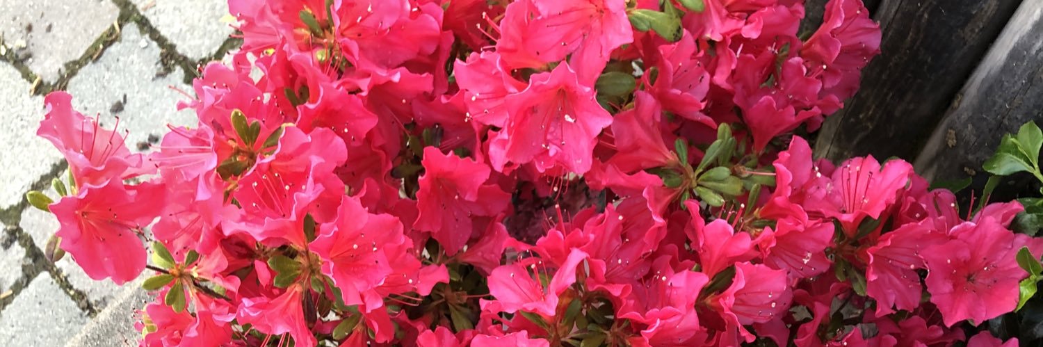 melanihe's profile banner image
