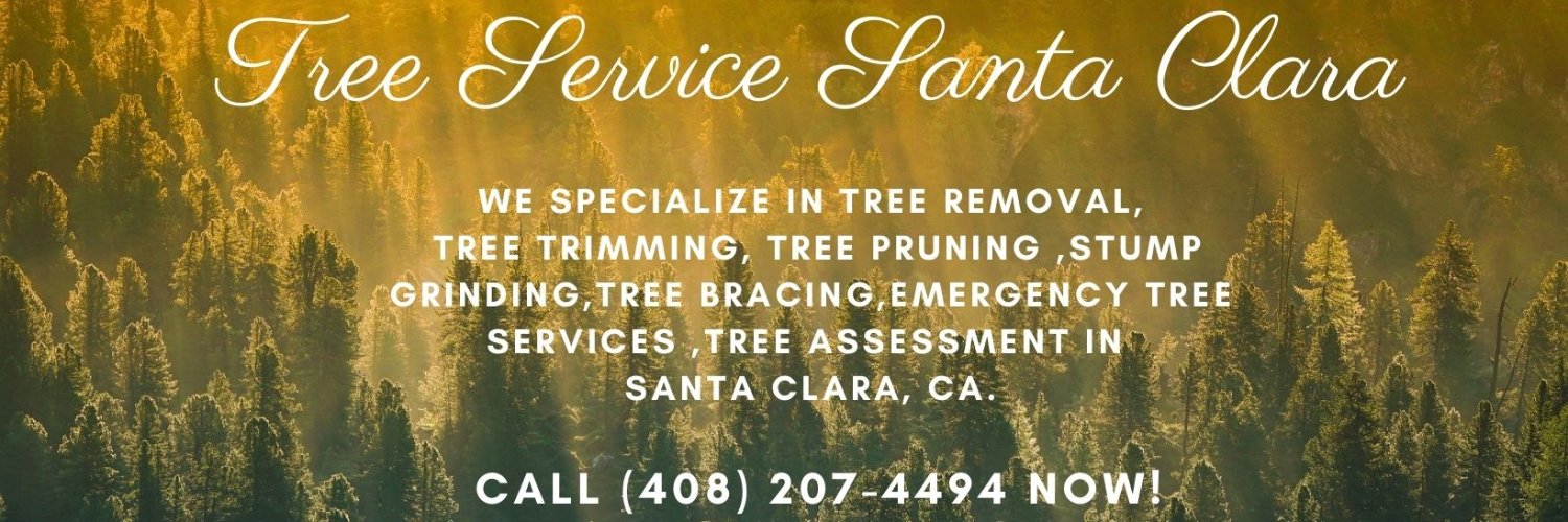Tree Service Santa Clara (@clara_tree) / Posts / X