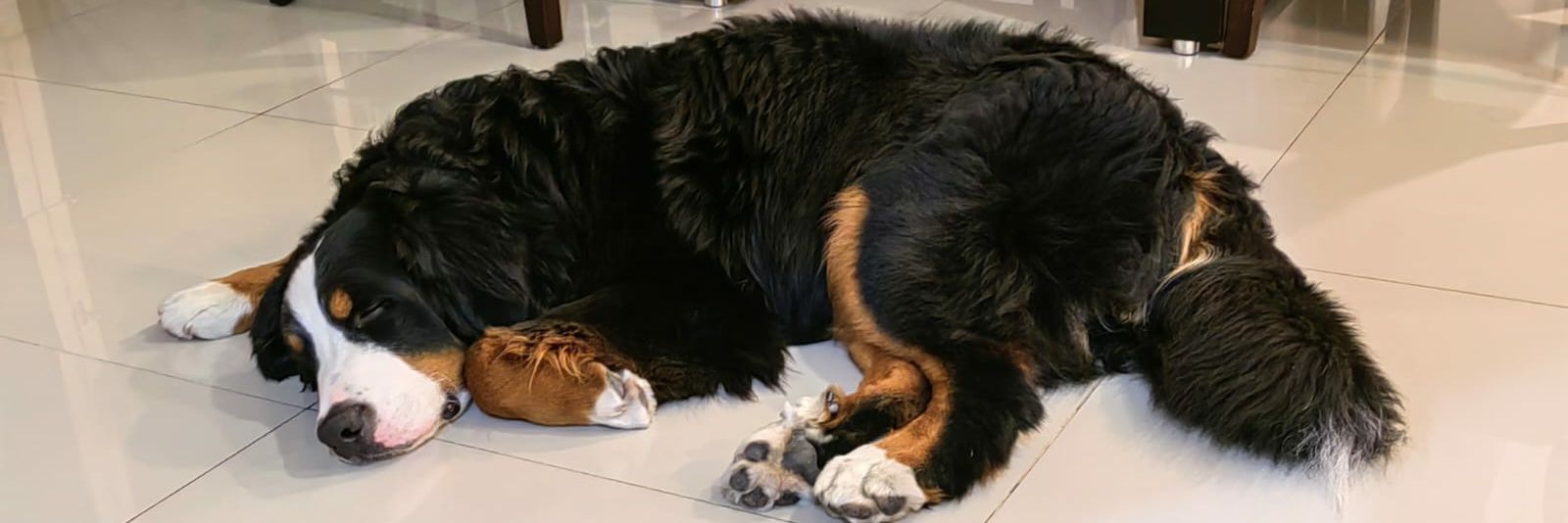 Carlos Farías banner