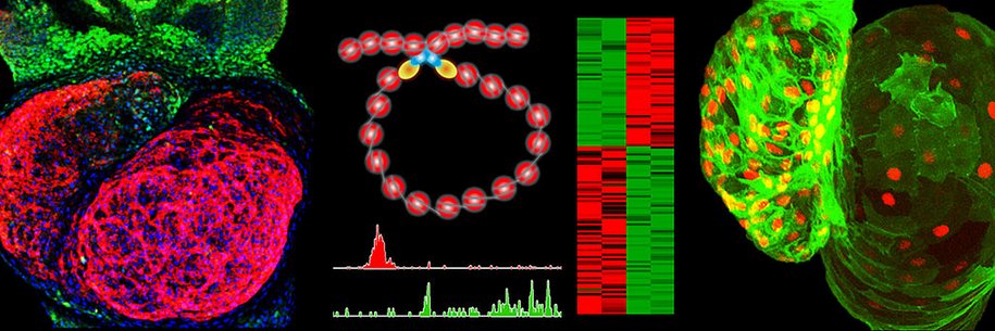 The Dobreva Lab's banner